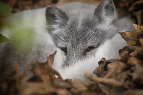 Kutup fox gözatma out ziyaret edenler — Stok fotoğraf