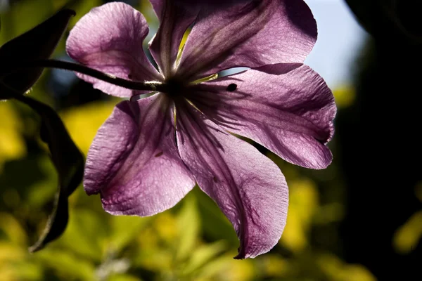Retour Clematis violet vif — Photo