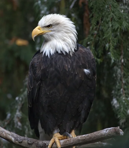 White Head Bald Eagle in Tree Washington — Stock Photo, Image