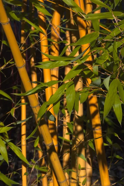 Бамбук с зелеными листьями — стоковое фото