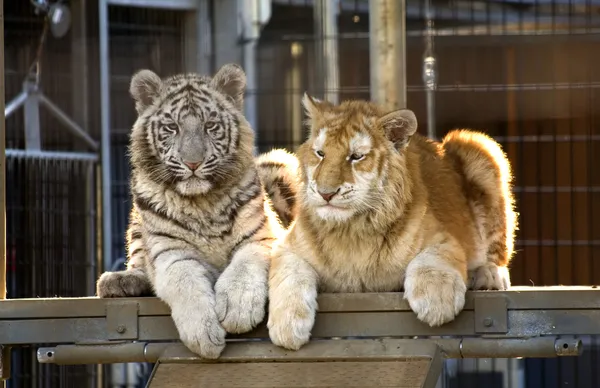 Raros filhotes de tigre de Bengala — Fotografia de Stock