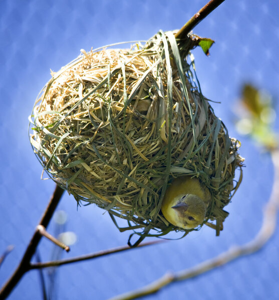 Bird in Nest Looking Down