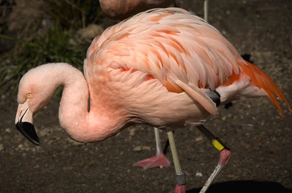 Şili pembe flamingo