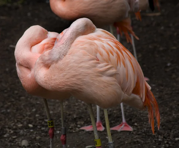 Fåglar av en fjäder rosa chilenska flamingos — Stockfoto