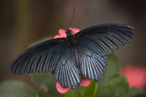 Papilio rumanzovia schwarz weißer Schmetterling auf rosa Blume — Stockfoto