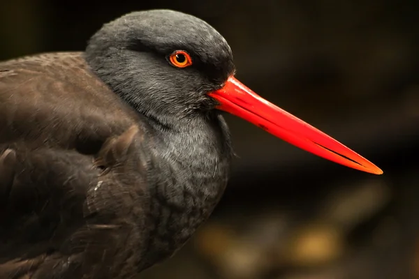 Svart oystercatcher fågel fjädrar ljusa röda näbb — Stockfoto