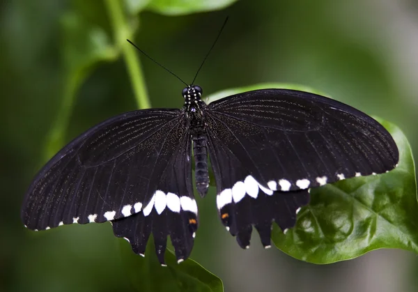 Schwarz weißer Schwalbenschwanz-Schmetterling — Stockfoto