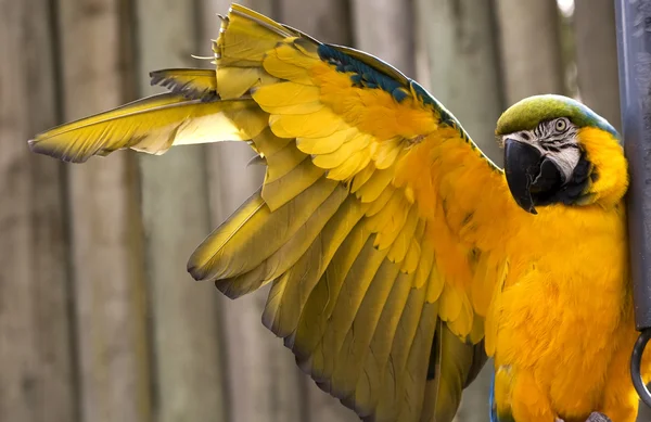 Blå guld Ara stretching gul vinge — Stockfoto