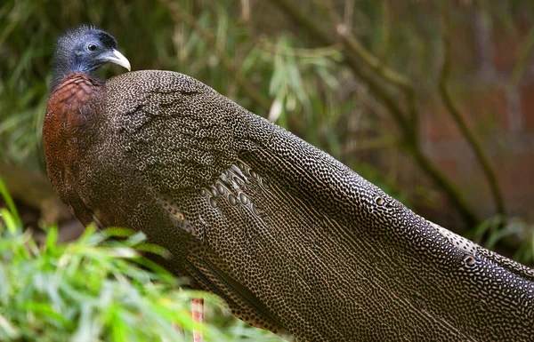 Малайский большой аргусский фазан голубые глаза длинные перья — стоковое фото