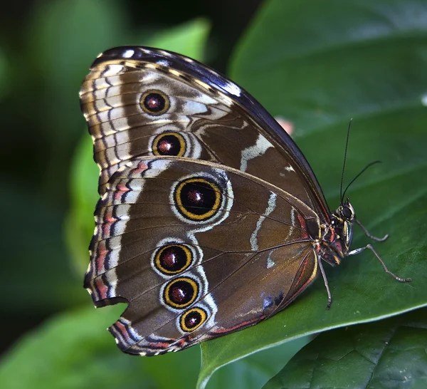 Mariposa morfo azul —  Fotos de Stock