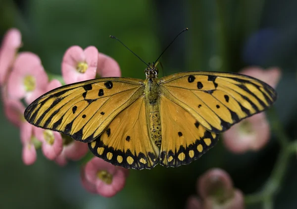Laranja e preto escova pé borboleta — Fotografia de Stock