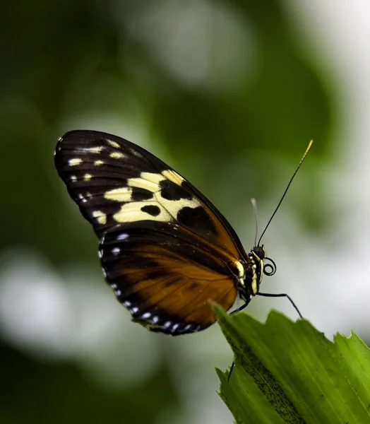 Helicón de oro mariposa sobre hoja verde Macro —  Fotos de Stock