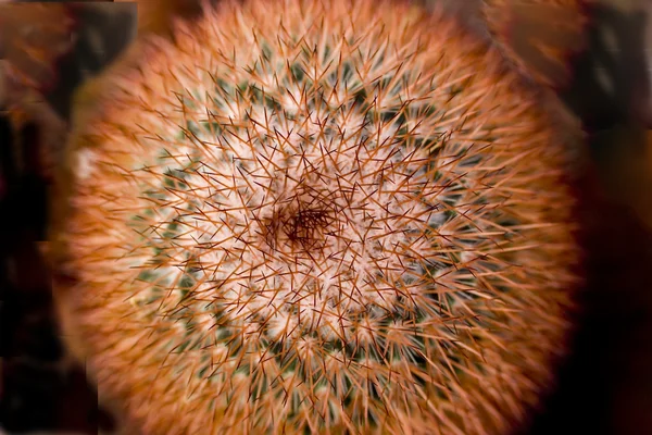 Абстрактный кактус — стоковое фото