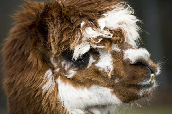 Calico Lama alpaca ogen dicht — Stockfoto
