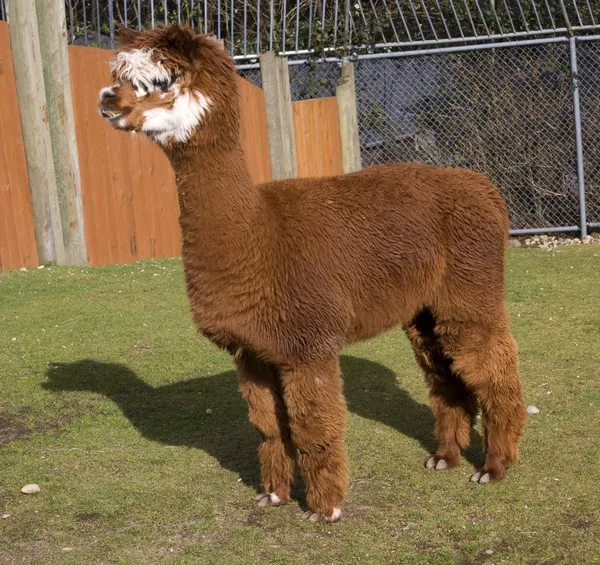 Bruin wit calico alpaca lama — Stockfoto