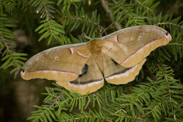 Cecropia Moth Macro — Stock Photo, Image