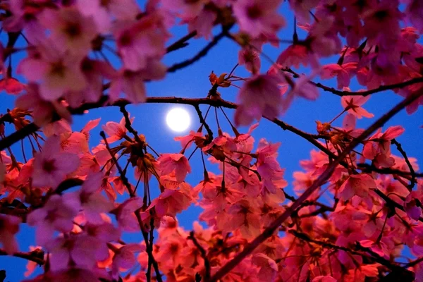 stock image Moon Shining Through Cherry Blossoms