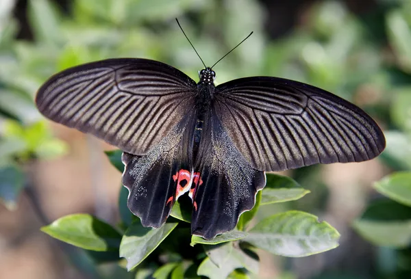 Chinese Rode en zwarte vlinder macro — Stockfoto