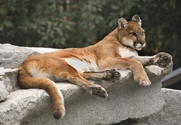 Leão da montanha cougar americano — Fotografia de Stock