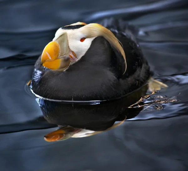 Puffin adornado nadando e descansando Alaska — Fotografia de Stock