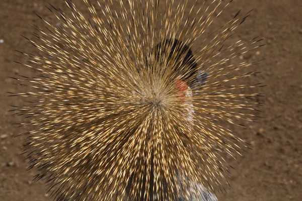 Zuidelijke gekroonde kraan close-up van kroon — Stockfoto