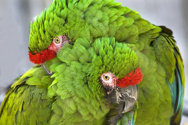 Yeşil askeri macaws sarılma — Stok fotoğraf