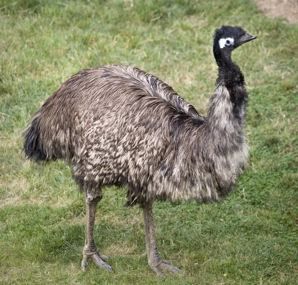 Emu im Stehen — Stockfoto
