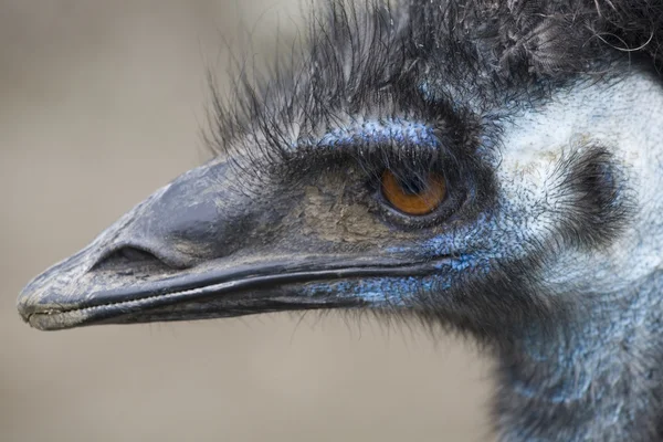 EMU huvud på nära håll — Stockfoto