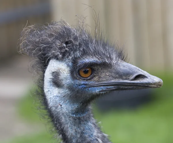 EMU modrou hlavou zblízka — Stock fotografie