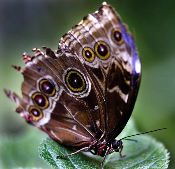 Yeşil yaprak üzerinde ortak mavi Morfo kelebek — Stok fotoğraf