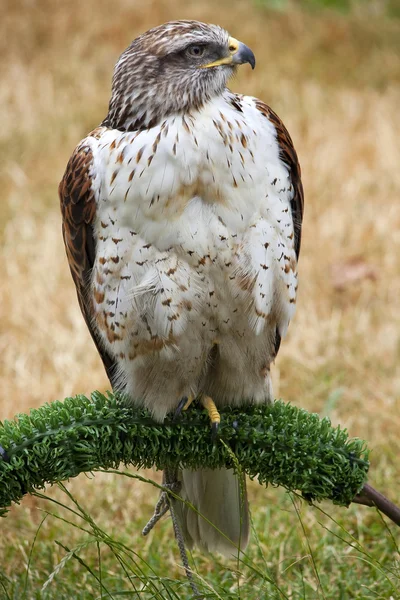 铁褐色的鹰的羽毛 — 图库照片