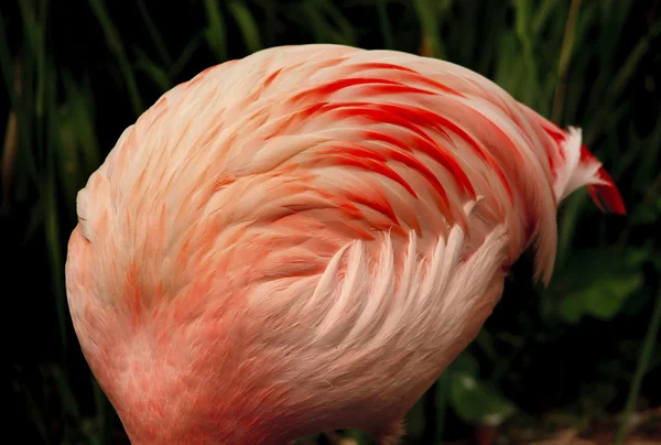 Różowy Chile flamingo pióra kulkowe — Zdjęcie stockowe