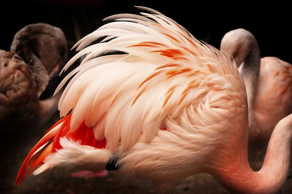 Chile flamingo reedycji — Zdjęcie stockowe