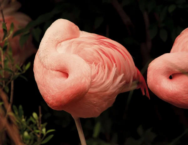Rosa chilenska flamingo vilar fjädrar — Stockfoto