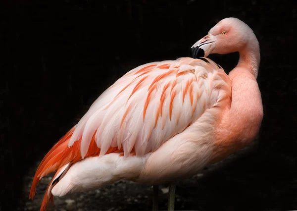 Pink Chilean Flamingo against Black Background — Stock Photo, Image