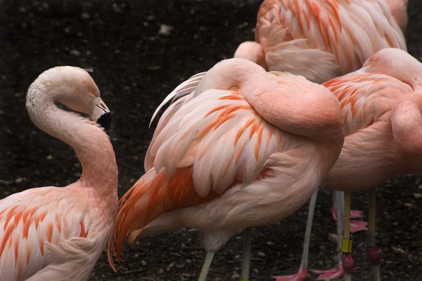 Pink Chilean Flamings and Feathers — Stock Photo, Image