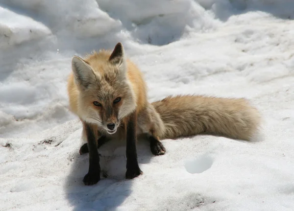 Red fox op zoek naar diner — Stockfoto