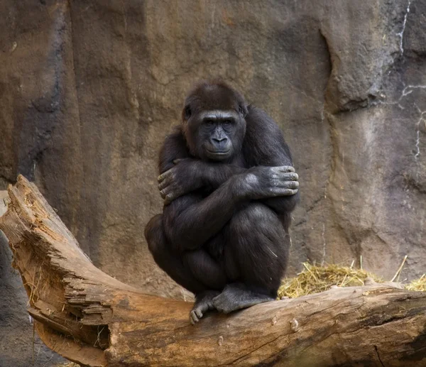 Ape goryl patrząc na tłum — Zdjęcie stockowe