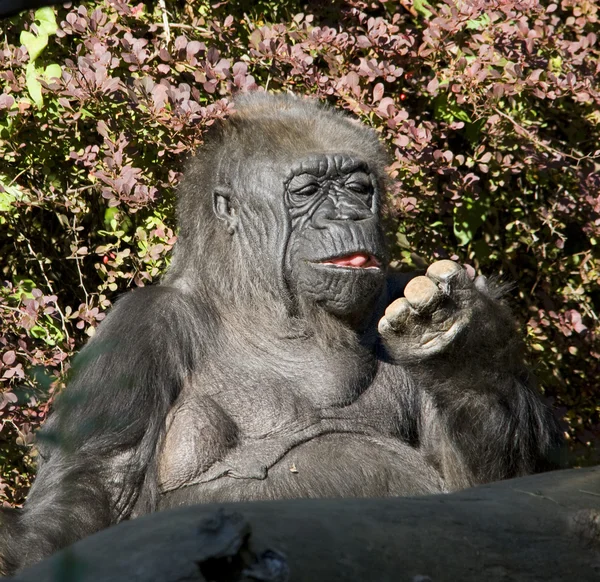 Ape goryl nizinny, patrząc na palce — Zdjęcie stockowe