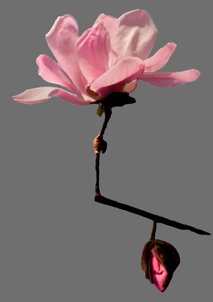 Grey Pink Magnolia close Up and Cut Out — Stok Foto