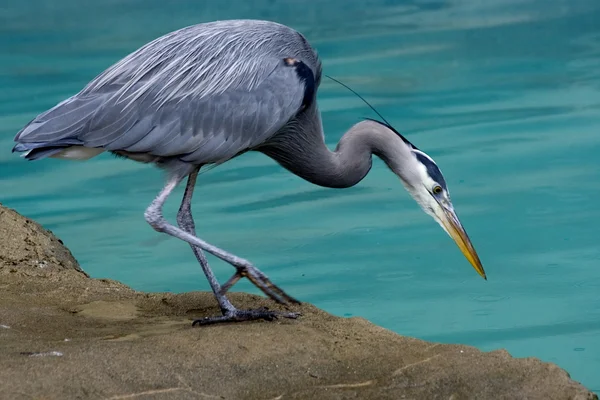 Great Blue Heron Looking for Fish — Stock Photo, Image