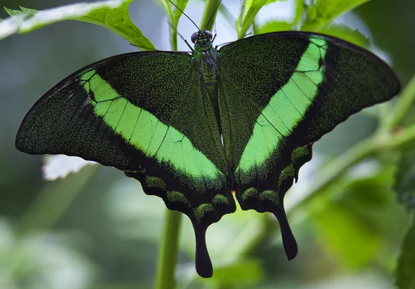 Yeşil şeritli tavuskuşu kelebek papilio palinuris — Stok fotoğraf