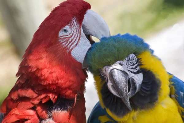 Groming Green Wing Macaw Blue Gold Macaw — стоковое фото
