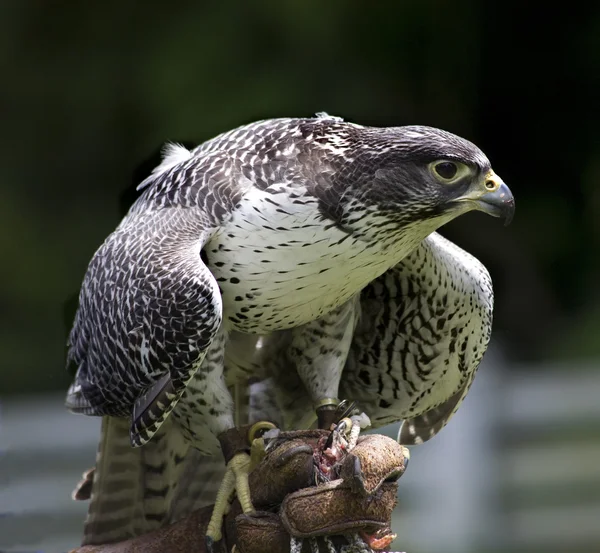 Gyr Falcon Falco Rusticolus — Stockfoto