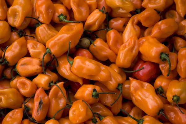 Пряный Хэллоуин Яркий апельсин Habanero Chili Peppers — стоковое фото