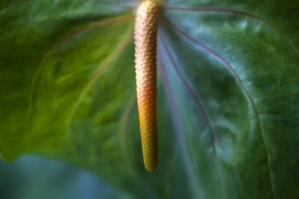 Green Anthurium Flower Close Up