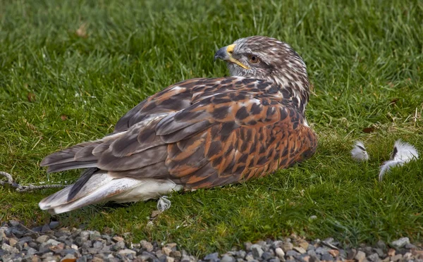 Järnhaltig hawk bruna fjädrar - — Stockfoto