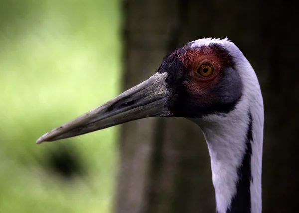 Sandhill crane röd öga och huvud — Stockfoto