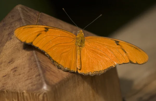 Turuncu julia kelebek makro — Stok fotoğraf