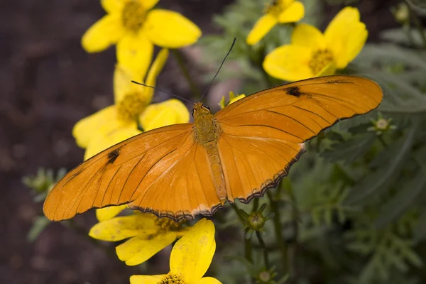 Leuchtend orangefarbener Julia-Schmetterling auf gelben Blumen — Stockfoto